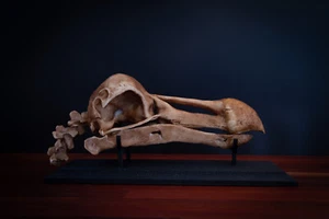 Réplica de calavera Dodo (Tamaño Completo) incluyendo base de visualización - ENTREGA GRATUITA en todo el mundo - Imagen 1 de 9