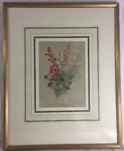 Geranie Farbe 1880er Farblithographie professionell mattiert und gerahmt Alaunwurzel - Bild 1 von 9
