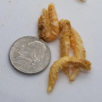 Freeze Dried Jumbo Shrimp, Krill Superba, 1.5" to 2" - Everything Aquatic