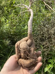 RarePlant SucculentCyphostemma elephantopu Caudex GardenDécorBoutique seedgrowth - Picture 1 of 8