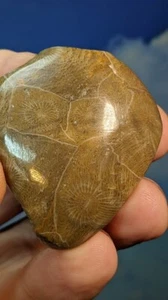 Fossile raue Koralle.  (Actinocyathus) 48x44x16mm. Marokko. Verpackt. - Bild 1 von 6