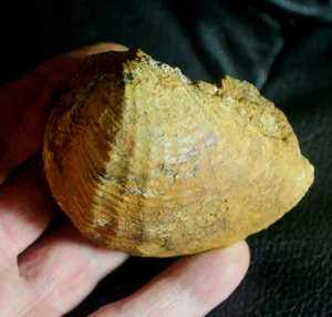 Pholadomya deltoidea - Raro, gran fósil calloviano jurásico bivalvia - Imagen 1 de 5