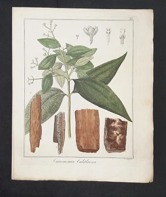 Kupferstich um 1835 + Text Cinnamomum Culitlawan Hayne Guimpel Botanik - Bild 1 von 3