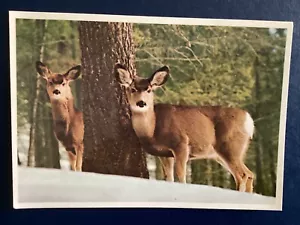 Postcard Mule Deer on snow plains in Canadian Rockies Photo Halle Flygare B135 - Picture 1 of 2