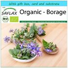 SAFLAX Gift Set - Organic - Borage - 40 seeds - Borago