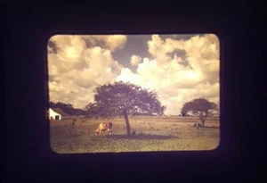 Lot of 90+ Random (Construction, Houses, Landscapes) 1950s 35mm Slide Originals - Picture 1 of 12