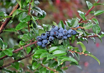 Free Shipping - Set 2 Evergreen Huckleberry Live Plants - 7-10" Tall - No Pot - Image 1 of 4