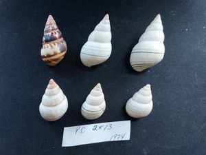 #S Lot of 6 Liguus Pinecrest 2 & 13, collected 1974, 35-53mm land snail shells - Picture 1 of 2