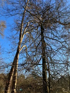 Waldgrundstück zu verkaufen - Bild 1 von 1