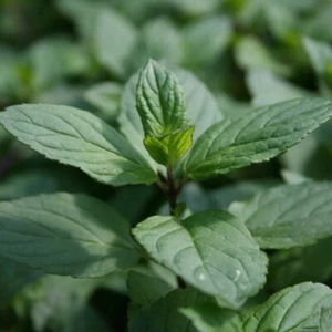 6 Boutures Menthe Poivrée (Avec Racines) - Peppermint - BIO - Bild 1 von 1