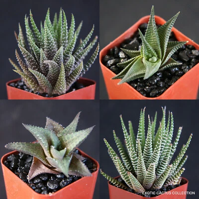 COLECCIÓN HAWORTHIA raras suculentas plantas de jardín exóticas cactus cactus maceta de 2" Foto 1 de 4