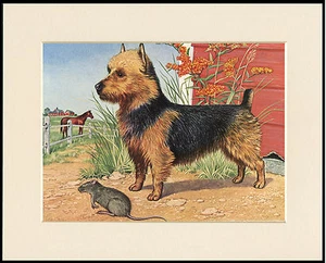 AUSTRALIAN TERRIER AND RAT GREAT DOG ART PRINT MOUNTED READY TO FRAME - Picture 1 of 1