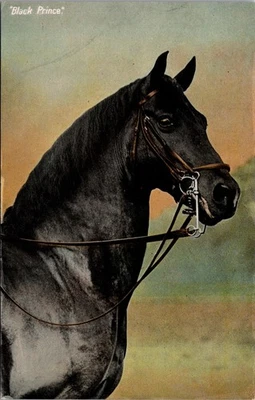 Retrato de caballo de silla de montar príncipe negro postal serie de San Valentín Gran Bretaña Foto 1 de 2