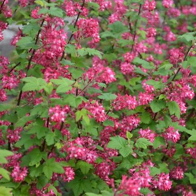 Ribes sanguineum 2L - Coltivata in Europa come pianta ornamentale - Immagine 1 di 4