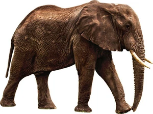 VWAQ African Elephant Wall Sticker Decal Safari Elephant Wall Cling Decor PAS13 - Picture 1 of 2