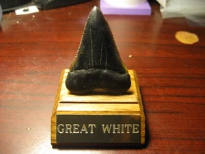 GREAT WHITE SHARK TOOTH 2 1/2" X 2 1/2 DISPLAY STAND ENGRAVED Tooth Not Included - Picture 1 of 4