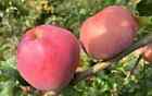 25+ Wolf River Apple Seeds for Garden Planting - USA - FREE SHIPPING!