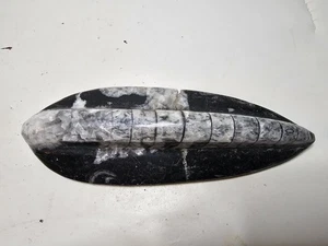 Polished Orthoceras Fossil Specimen From Morocco (Repaired) - Picture 1 of 7