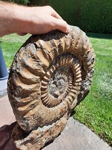 MONSTER Ammonit 23 Kg, 44 x 39 cm Fossilien Versteinerung Fossil dinosaurier 