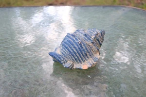 Vintage Keramik Muschel blau Innenarchitektur Wohndeko - Bild 1 von 5