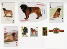 LEONBERGER  DOG COLLECTABLE SINGLE PLAYING CARDS POSTAGE STAMPS & BAND