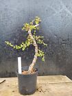 Japanese Larch Bonsai Tree shohin size  in Plastic pot. Prebonsai 5