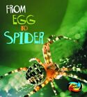 From Egg to Spider  (Young Explorer: How Living Things Grow)-Ani