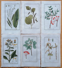 Medicinal Plants Lot of 6 Botanical Prints by Zorn (L) - 1796
