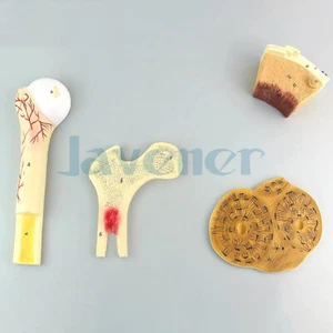 PVC Human Bone Structure 4 Parts Phological Profile Model Medical Anatomical - Picture 1 of 5