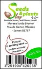 10x Moraea Lurida Fleurs Branche Jardin Plantes - Graines B1787