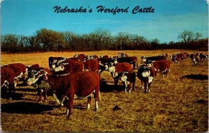 Postcard Nebraska's Hereford Cattle Nebraska "The Beef State" - Picture 1 of 2