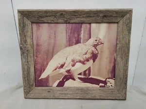 Danny On Framed Wildlife Photo Ptarmigan - Signed - Montana Glacier Park Artist - Picture 1 of 6