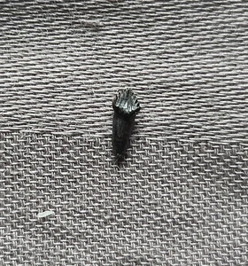 Seltener bewurzelter Thescelosaurus Dinosaurierzahn in Museumsqualität Fossil Hellcreek FM  - Bild 1 von 3