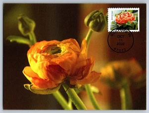 #5736 Snowy Beauty Ranunculus FDC Maxi Card - Picture 1 of 2
