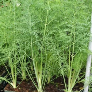 300 DILL DUKAT SEEDS NON - GMO FRESH HARVEST FOR GARDENS - Picture 1 of 1