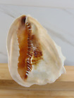 Queen Helmet Horned Conch Shell Large Seashell Natural 7"x 6"x 5" White 1.5 lbs