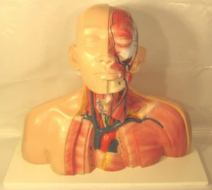 Lifesize head neck thoracic anatomical anatomy model veins muscles teaching New - Picture 1 of 6