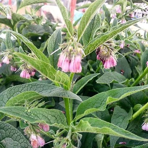 Wildcrafted Comfrey Leaf Tincture - Alcohol Free Direct from Yorkshire Beekeeper - Picture 1 of 5