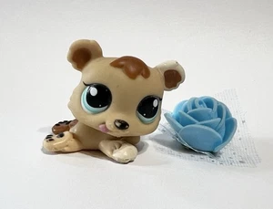 Littlest Pet Shop  Petriplets #1554 Bear - Picture 1 of 4