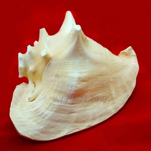 Unique Exclusive Gaumukhi Blowing Shankh Natural Good Conch Sound OmPoojaShop - Picture 1 of 5