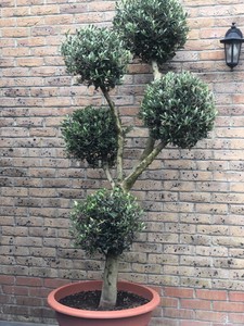 Olive Tree Trees For Sale Ebay