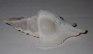 73 mm GREAT PATTERN Pterynotus Pinnatus Murex Seashell #AJ1 From Cebu Island - Picture 1 of 4
