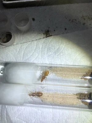 Myrmecocystus Mexicanus 2025 _5-10 trabajadores. Solo hormigas LEGALES para enviar, alimentador de insectos Foto 1 de 4