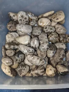 Original Petoskey Stein X1 einzelne Große Seen unpoliert Fossil Hexagonaria - Bild 1 von 6
