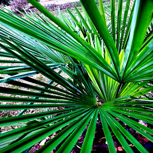 10 WINDMILL FAN PALM Tree Seeds Trachycarpus Fortunei MOST COLD HARDY Palm Plant