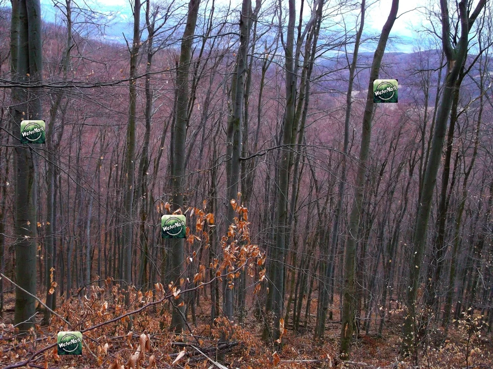 Photo Digital Wallpaper Pic Image-Background Morning Autumn Live  Forest Leaves4 - Image 1 of 1