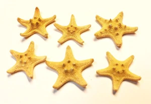6 X-Small Knobby Tan / Brown Starfish 1-2" Natural Beach Wedding Decor Crafts - Picture 1 of 7