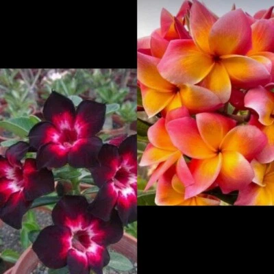 Adenium Obesum Y 2 Plumeria Recién Cortadas - Image 1 of 3