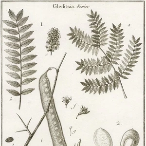 1790 LAMARCK, DE SEVE & BENARD Superb Botanical Engraving, Pl. 857 Honey Locust - Picture 1 of 6
