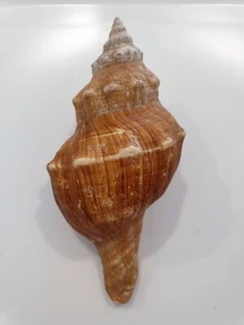 PLEUROPLOCA TRAPEZIUM BARGAIN !! - Imagen 1 de 2